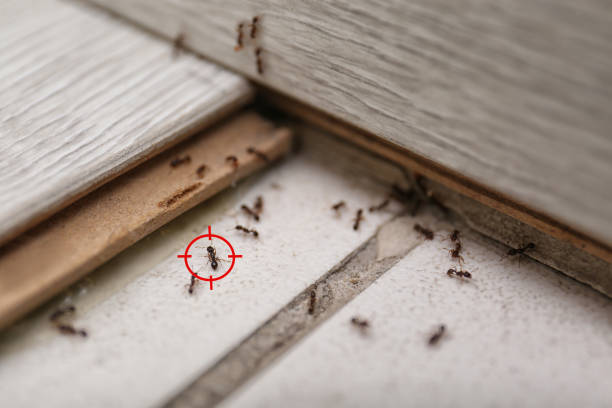 Trusted Norwalk, CA Pest Control Experts