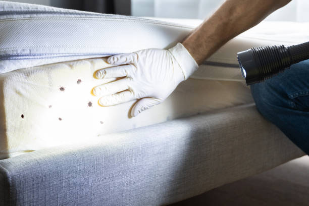 Best Bed Bug Extermination  in Norwalk, CA