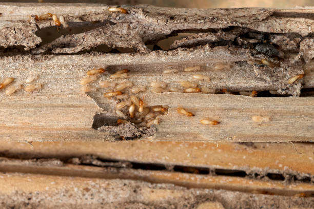 Best Exterminator Services  in Norwalk, CA
